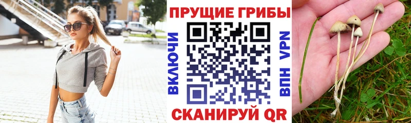 Галлюциногенные грибы GOLDEN TEACHER  Невельск 
